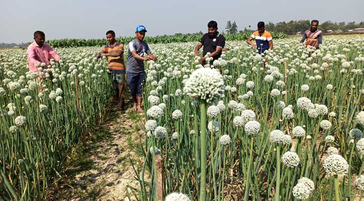 পেঁয়াজ বীজ উৎপাদনে স্বাবলম্বী ঠাকুরগাঁওয়ের কৃষকেরা