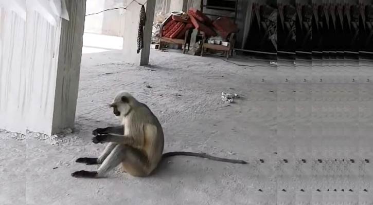 তাড়াশের লোকালয়ে কালোমুখো হনুমান