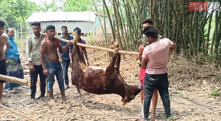 মাগুরায় অজ্ঞাত রোগে ৫ গরুর মৃত্যু