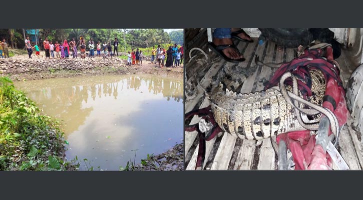 পুকুর থেকে স্যাটেলাইট ট্যাগ লাগানো কুমির উদ্ধার, অবমুক্ত হবে সুন্দরবনে