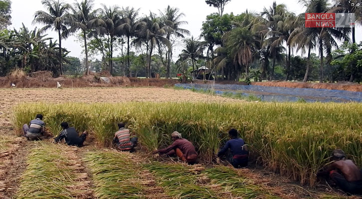 পাকা ধান মাঠে, তীব্র তাপদাহে নেই কাটার ধুম