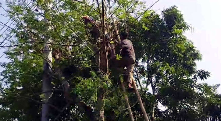 সজনে পাড়তে গিয়ে বিদ্যুৎস্পৃষ্ট, গাছেই আটকে ছিল মরদেহ