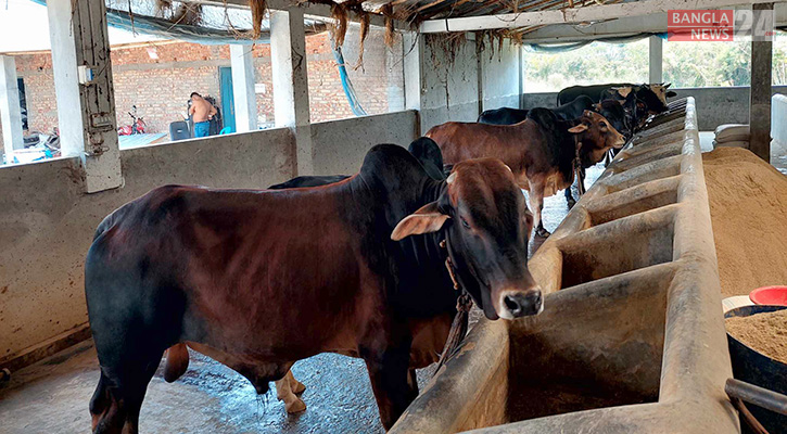 খুলনায় কোরবানিযোগ্য পশু চাহিদার চেয়ে সাড়ে তিন লাখ বেশি