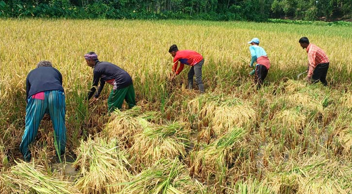 বোরো ধান কেটে ঘরে তুলতে ব্যস্ত কৃষক 