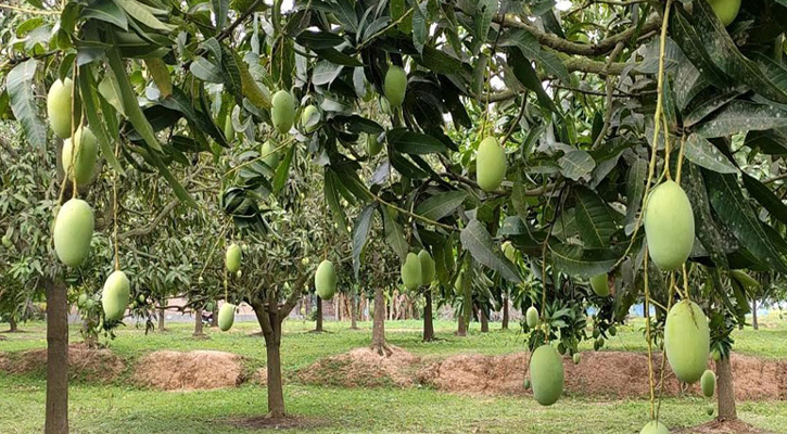 চাঁপাইনবাবগঞ্জে এবারও থাকছে না ‘ম্যাংগো ক্যালেন্ডার’