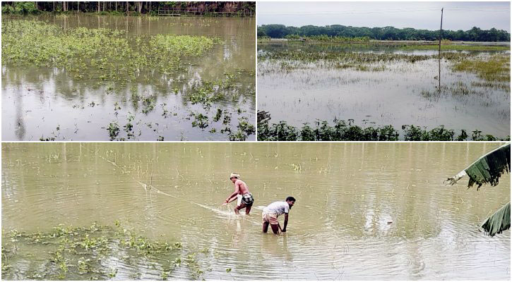 ভোলায় ঘূর্ণিঝড়ে ১৭ হাজার হেক্টর জমির ফসল ক্ষতিগ্রস্ত