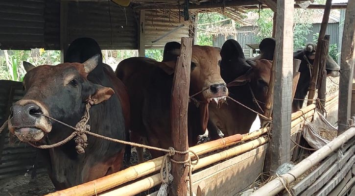 যমুনার চরাঞ্চলে কোরবানির জন্য প্রস্তুত সাড়ে ৭ হাজার পশু