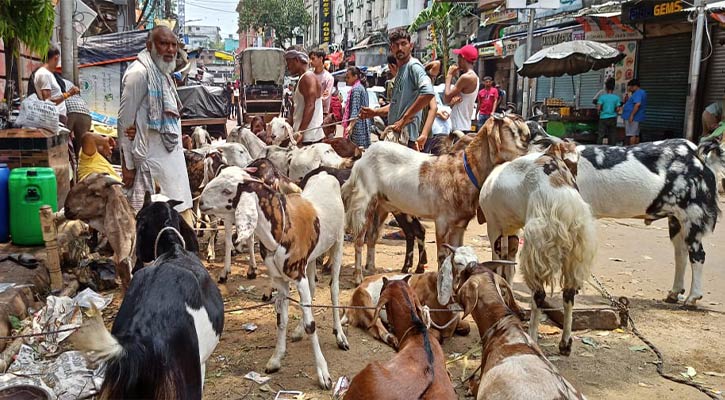 কলকাতায় শেষ বেলায় কদর বেড়েছে দুম্বা ও খাসির