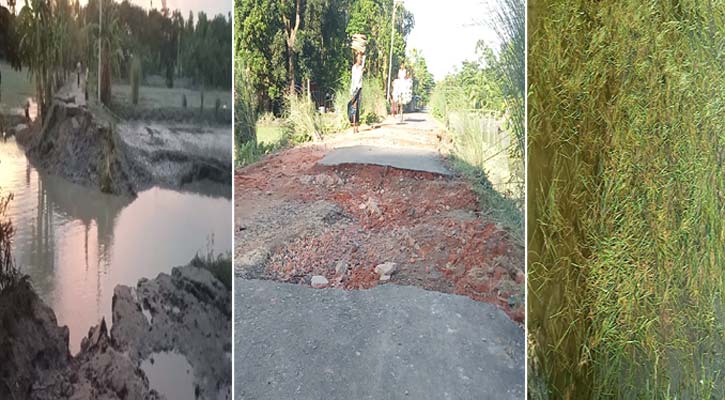 জোয়ারের পানিতে ক্ষতিগ্রস্ত কাঁচা-পাকা সড়ক, পচে গেছে বীজতলা