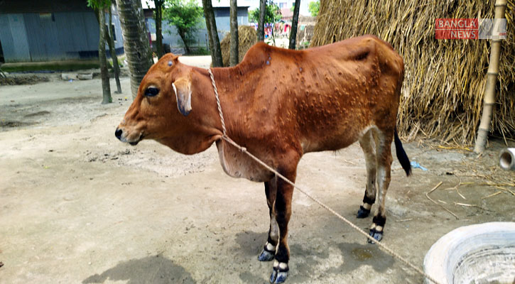 জামালপুরে ছড়িয়ে পড়ছে গরুর লাম্পি ভাইরাস, আতঙ্কিত খামারিরা