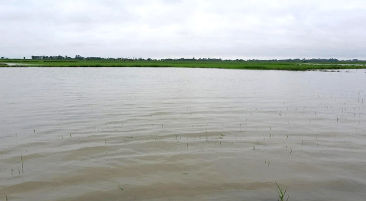 বন্যায় রোপা ও বোনা আমনে বড় ধাক্কা