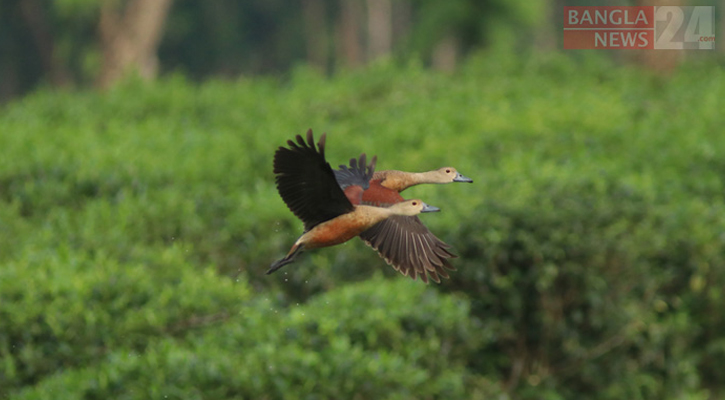 বুনোহাঁসের অদেখা উড়ন্ত সৌন্দর্য