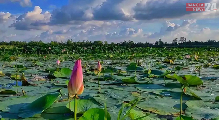 মুগ্ধতা ছড়াচ্ছে সৈয়দপুরের ‘পদ্মফুল’