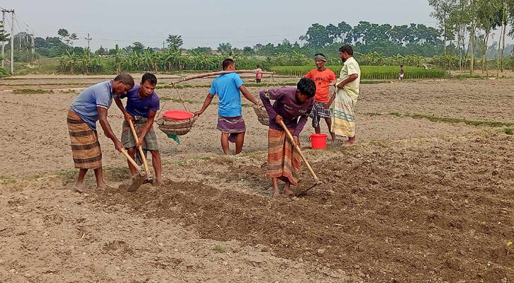 লাভের আশায় আগাম আলু চাষে ব্যস্ত নীলফামারীর কৃষক