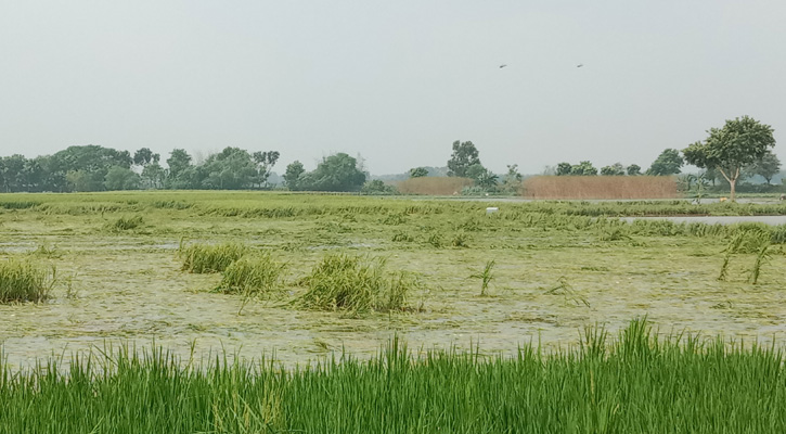 ভারত থেকে আসা পানিতে তলিয়ে গেছে ফসলে ভরা জমি