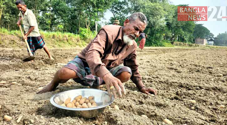 আগাম আলু চাষের এখনই সময়