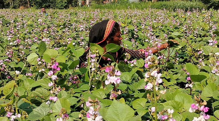 মানিকগঞ্জে শিমের  ভালো ফলনে আশাবাদী চাষিরা