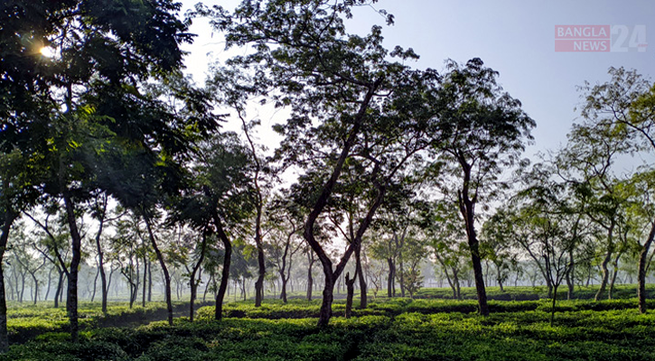 শ্রীমঙ্গলে তাপমাত্রার পারদ নেমেছে ৮ ডিগ্রির ঘরে