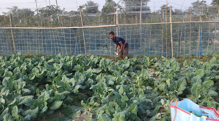 ত্রিপুরায় শীতকালীন সবজির বাম্পার ফলন