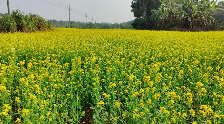 সরিষার ফলনে রঙিন স্বপ্ন দেখছেন রাজবাড়ীর কৃষকরা