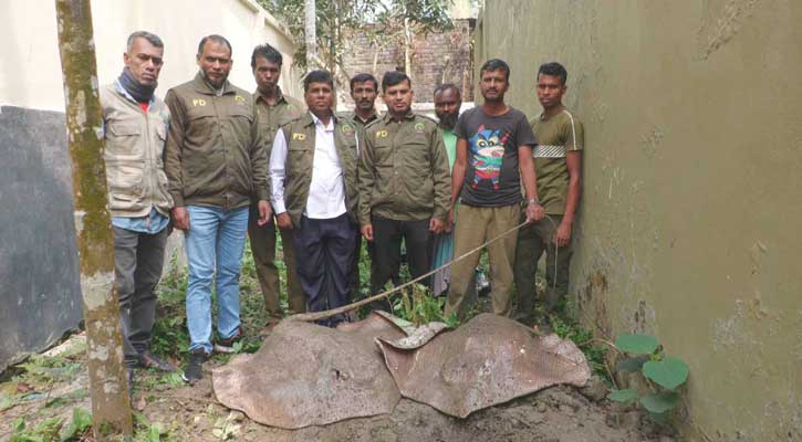 বাগেরহাটে আহরণ নিষিদ্ধ ২ শাপলাপাতা মাছ উদ্ধার