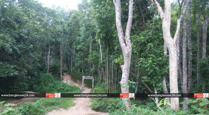 প্রাচীন বৃক্ষ ও কুঞ্জবন সংরক্ষণের উদ্যোগ, আবেদন আহ্বান