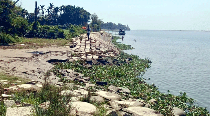 হাইমচরে হুমকির মুখে মেঘনা নদীরক্ষা বাঁধ