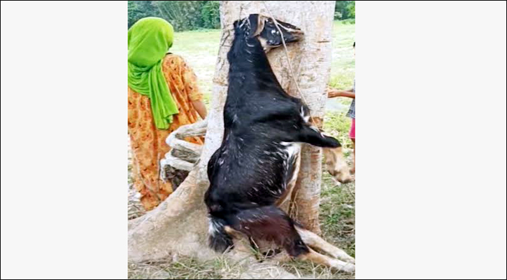 ক্ষেত নষ্টের জেরে পিটিয়ে ছাগল হত্যায় থানায় অভিযোগ
