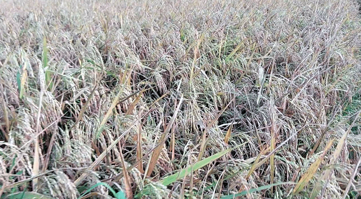 ভাটার আগুনে পুড়ল ২০০ বিঘা জমির ধান, কোটি টাকার ক্ষতি
